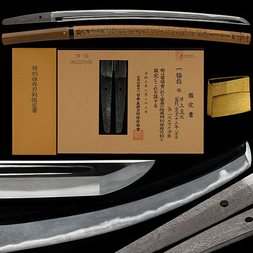 脇差 井上真改 菊紋 寛文十三年八月日 金筋長く頻りに掛り沸匂深く地刃冴え渡る傑作一尺七寸七分